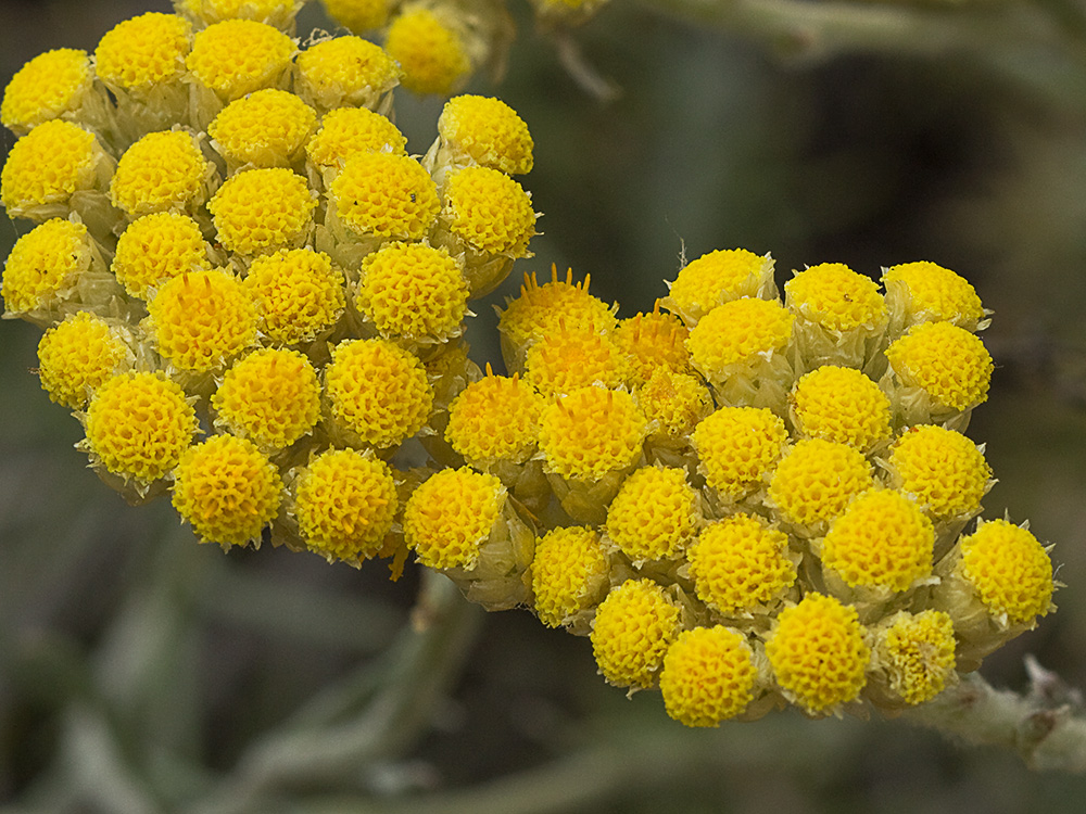 Siempreviva (Helichrysum stoechas)