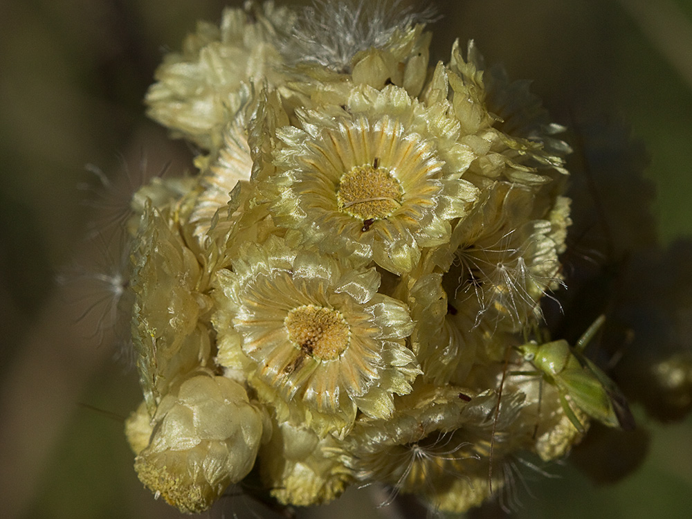 Siempreviva (Helichrysum stoechas)
