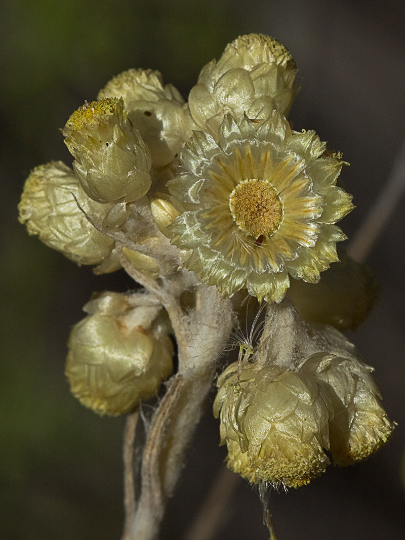 Siempreviva (Helichrysum stoechas)