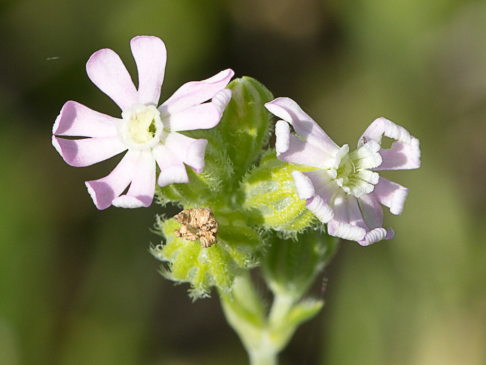 Silene nocturna (Silene nocturna L.)