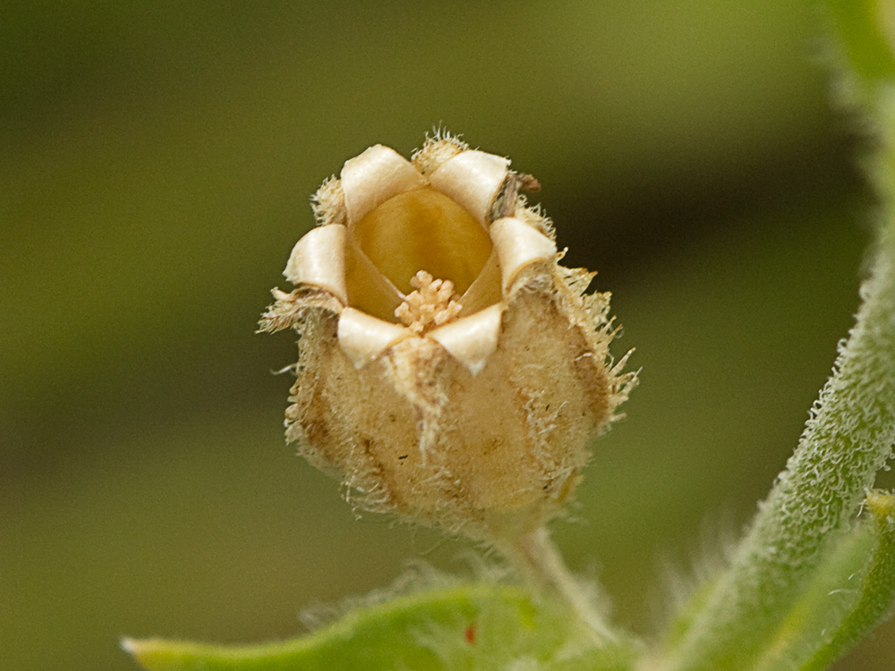 Cápsula de la Silene nocturna (Silene nocturna L.)