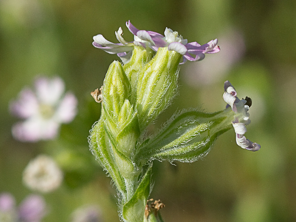 Silene nocturna (Silene nocturna L.)
