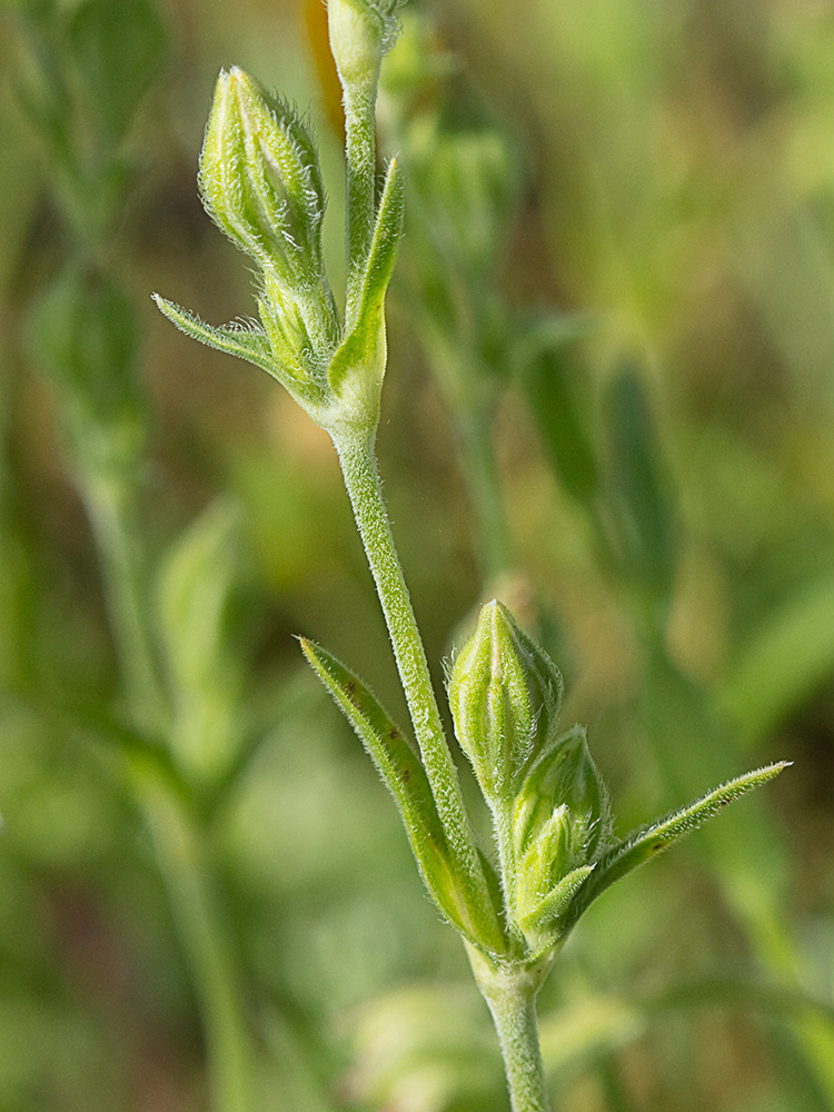 Silene nocturna (Silene nocturna L.)