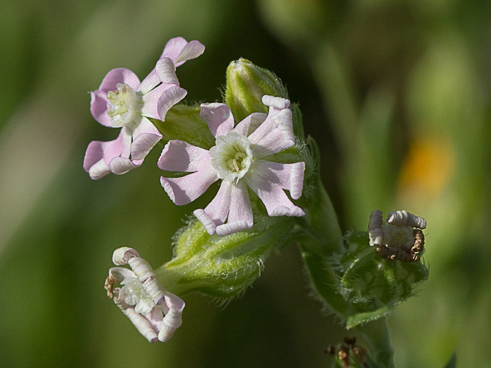Silene nocturna (Silene nocturna L.)