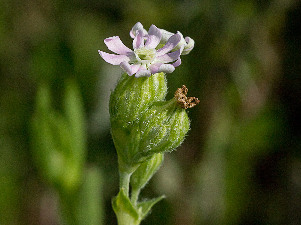 Silene nocturna (Silene nocturna L.)