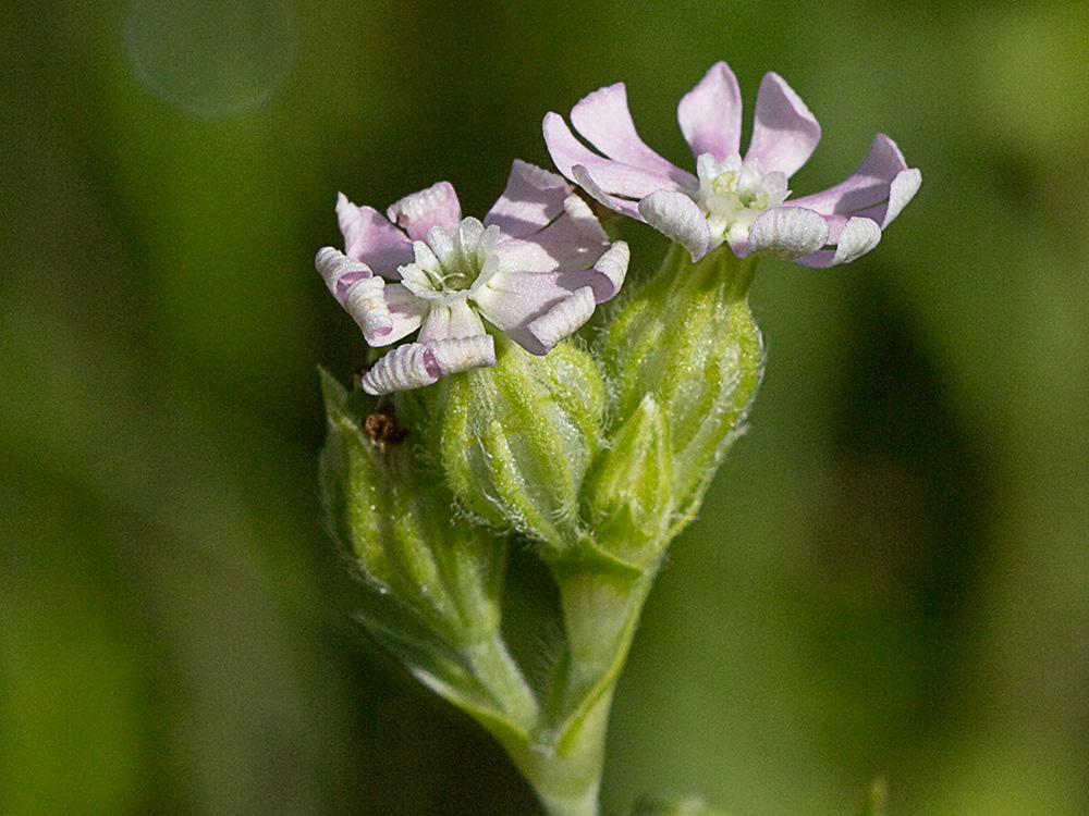 Silene nocturna (Silene nocturna L.)