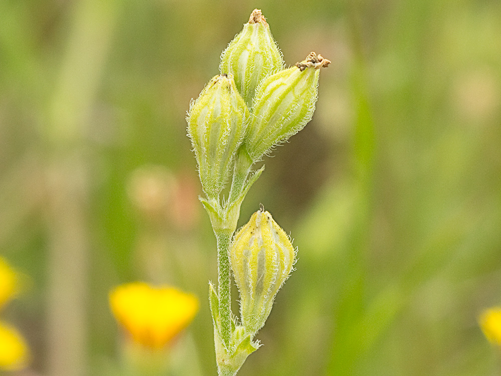 Cápsulas inmaduras  de la Silene nocturna (Silene nocturna L.)