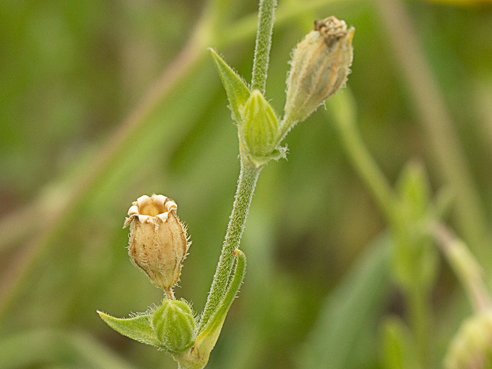 Silene nocturna (Silene nocturna L.)