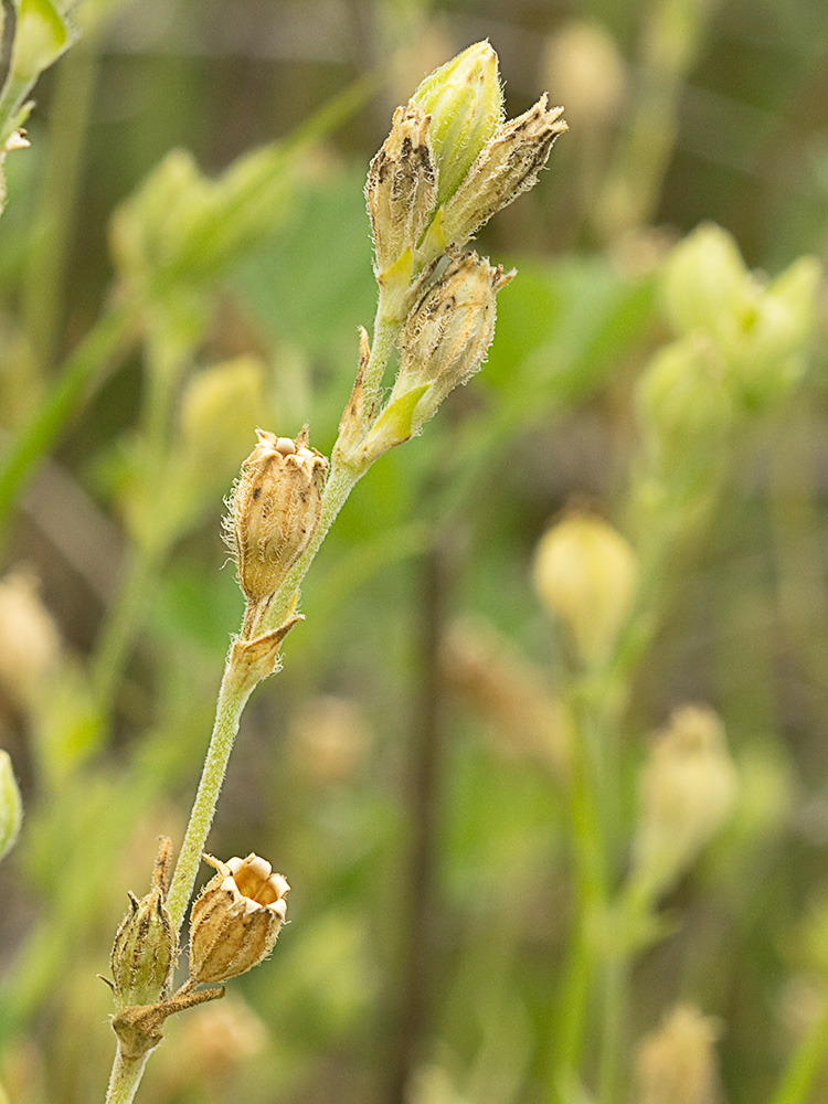 Cápsulas de la Silene nocturna (Silene nocturna L.)