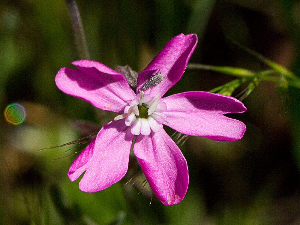 Silene péndula (Silene pendula L)