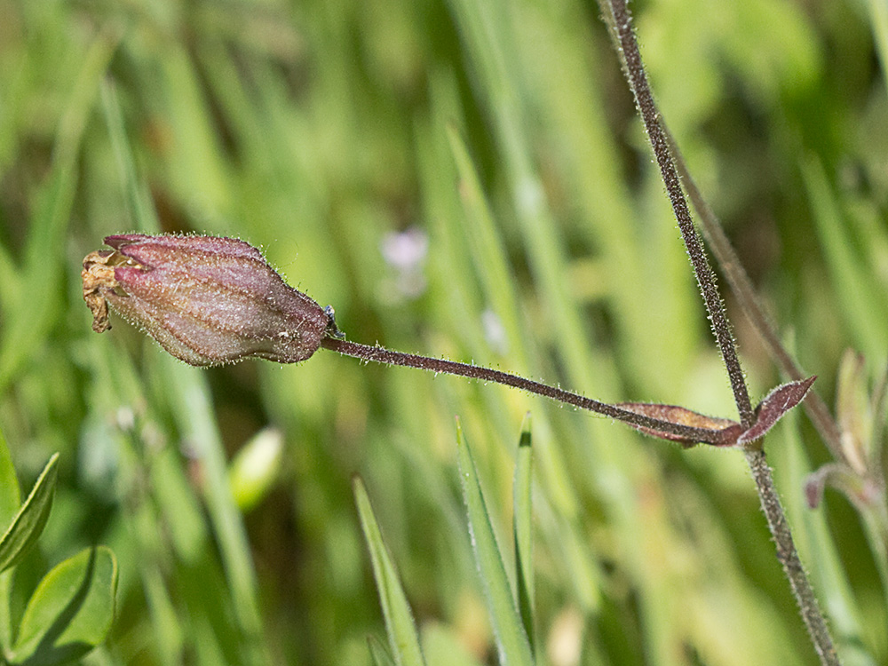 Silene péndula (Silene pendula L)