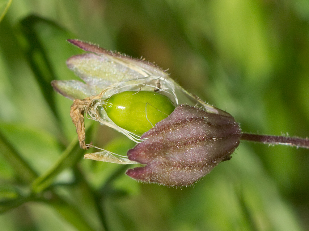 Silene péndula (Silene pendula L)
