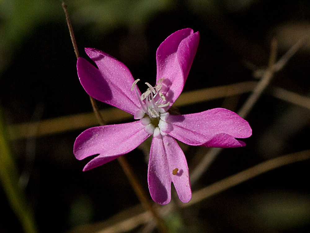Silene péndula (Silene pendula L)
