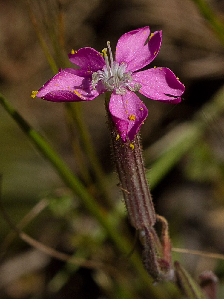 Silene péndula (Silene pendula L)
