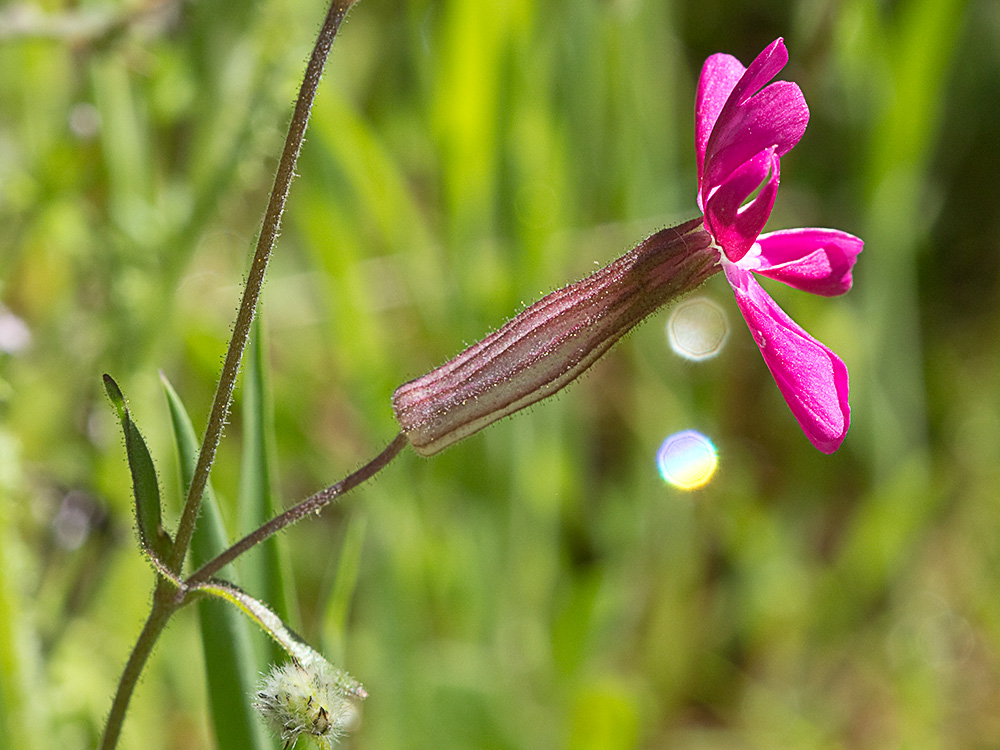 Silene péndula (Silene pendula L)