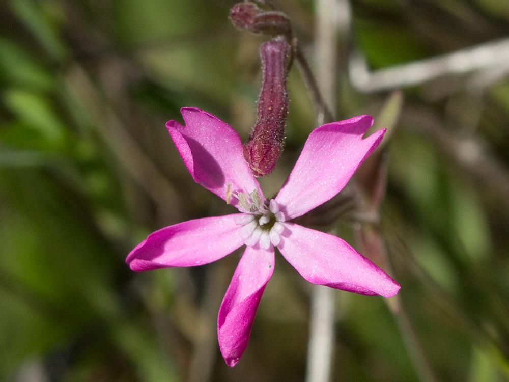 Silene péndula (Silene pendula L)
