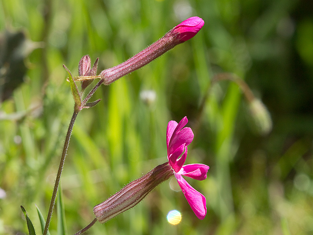 Silene péndula (Silene pendula L)