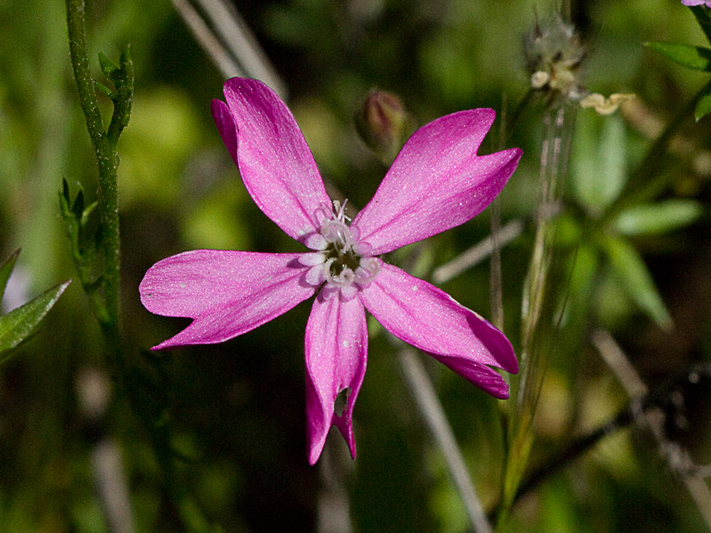 Silene péndula (Silene pendula L)