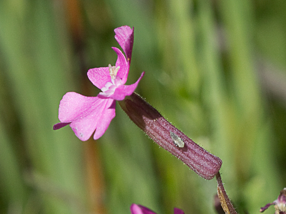 Silene péndula (Silene pendula L)