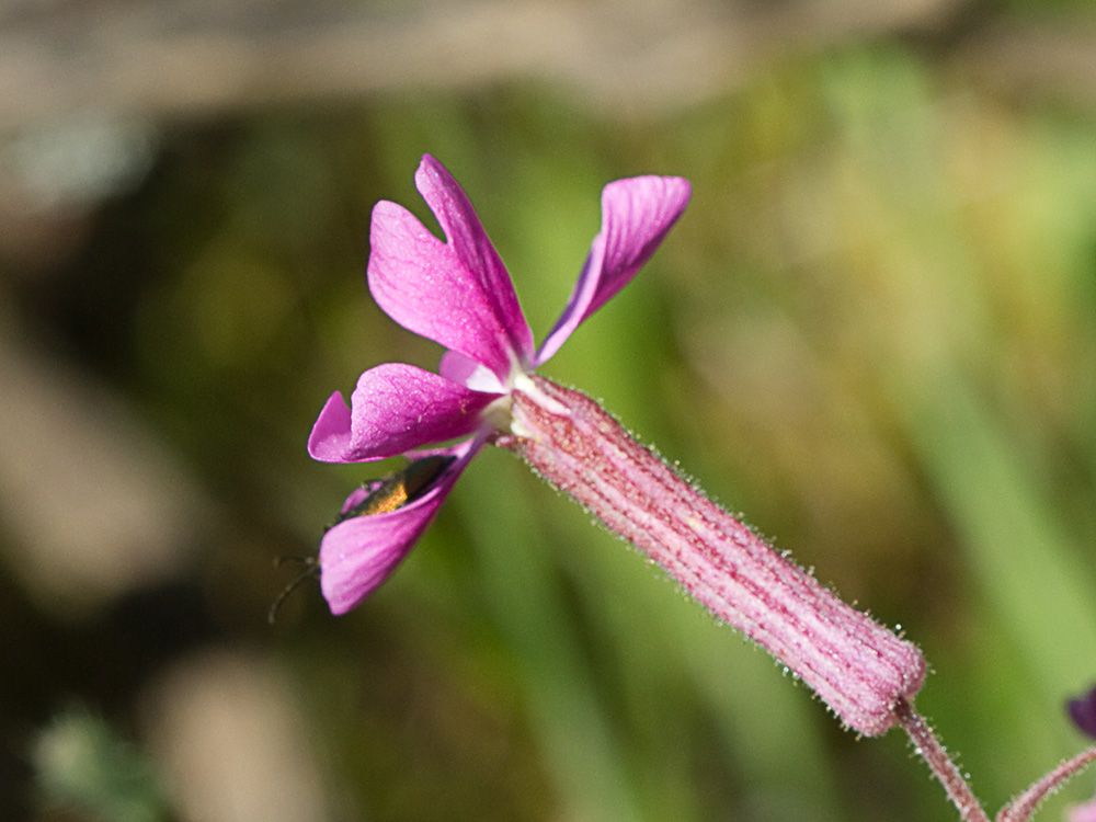 Silene péndula (Silene pendula L)