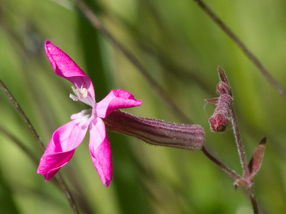 Silene péndula (Silene pendula L)