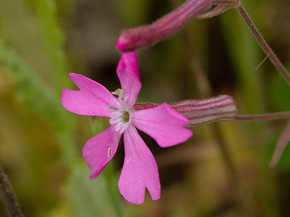 Silene péndula (Silene pendula L)