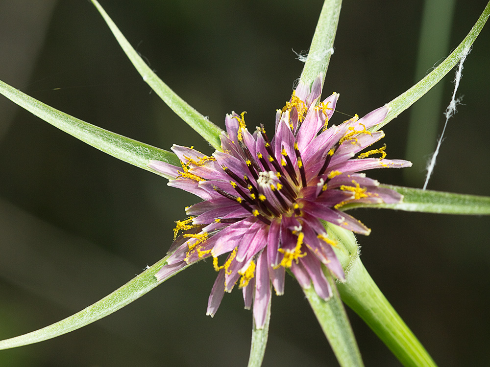 Inflorescencia de la Tetilla de vaca (Tragopogon angustifolius)