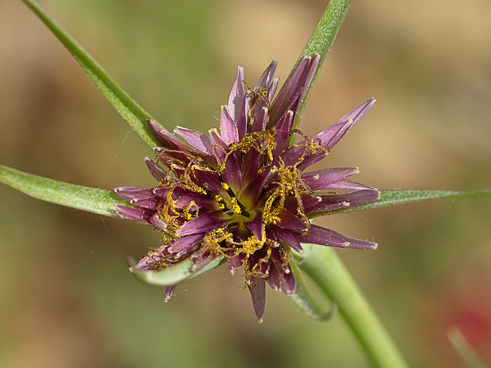Inflorescencia de la Tetilla de vaca (Tragopogon angustifolius)