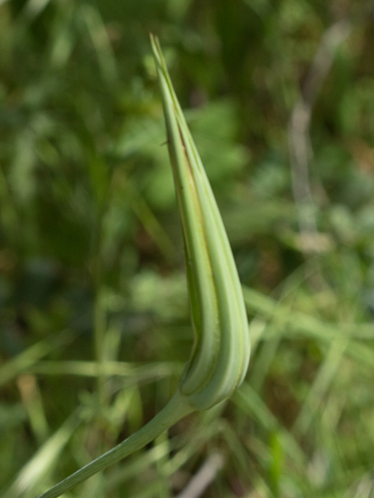Involucro de la Tetilla de vaca (Tragopogon angustifolius)