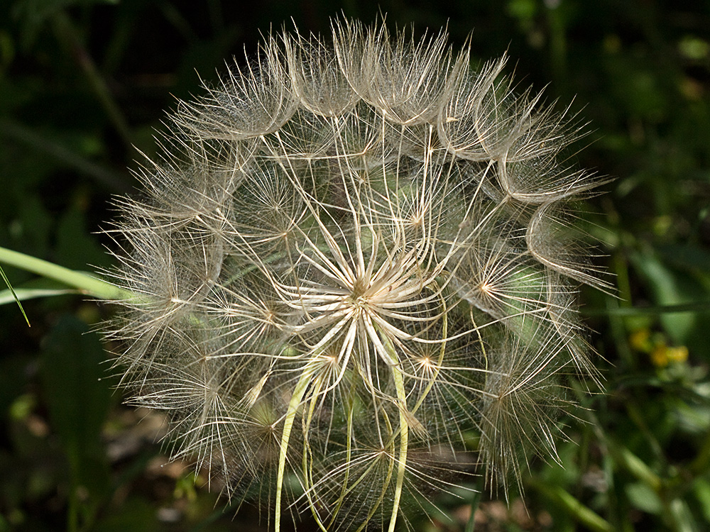 Inflorescencia de la Tetilla de vaca (Tragopogon angustifolius)