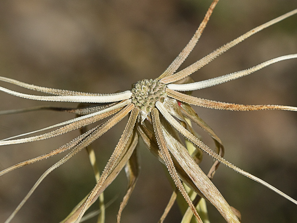 Inflorescencia de la Tetilla de vaca (Tragopogon angustifolius)