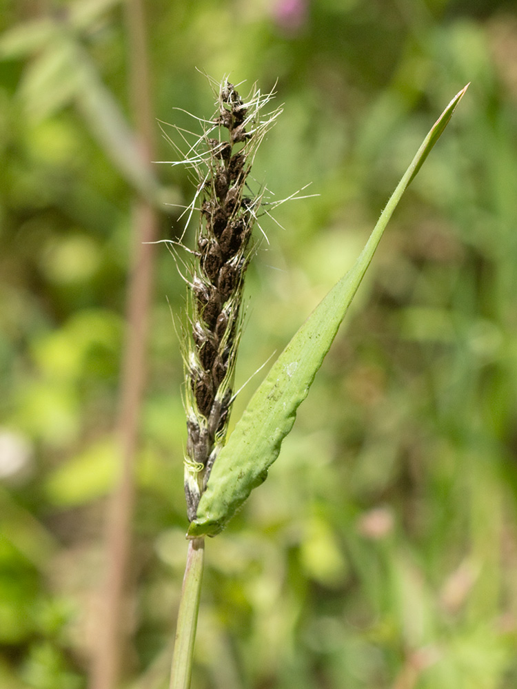 Espiguilla infectada de tizón