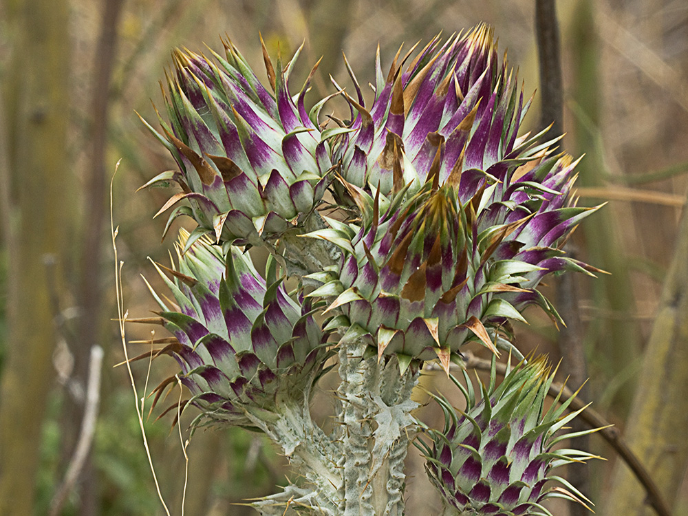 Flor de Toba (Onopordum illyricum)