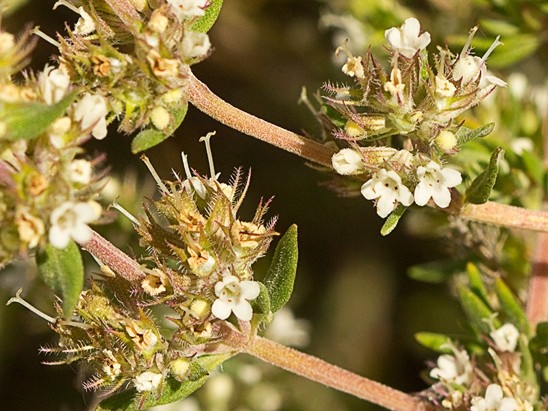 Inflorescencia del tomillo blanco (Thymus mastichina)