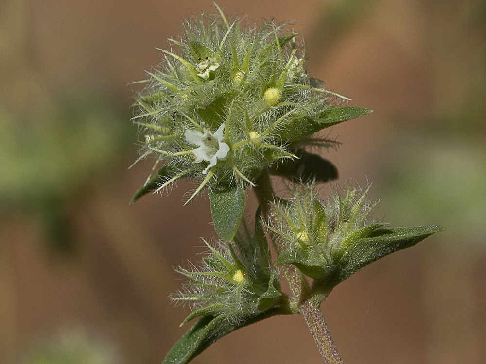 Tomillo blanco (Thymus mastichina)