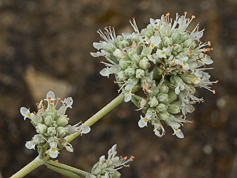 Tomillo macho (Teucrium capitatum)