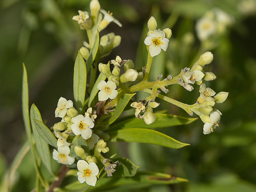 Ramillete de flores del torvisco
