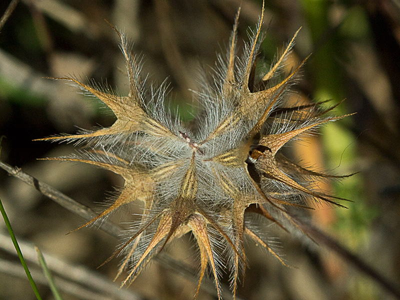 Trifolium stellatum