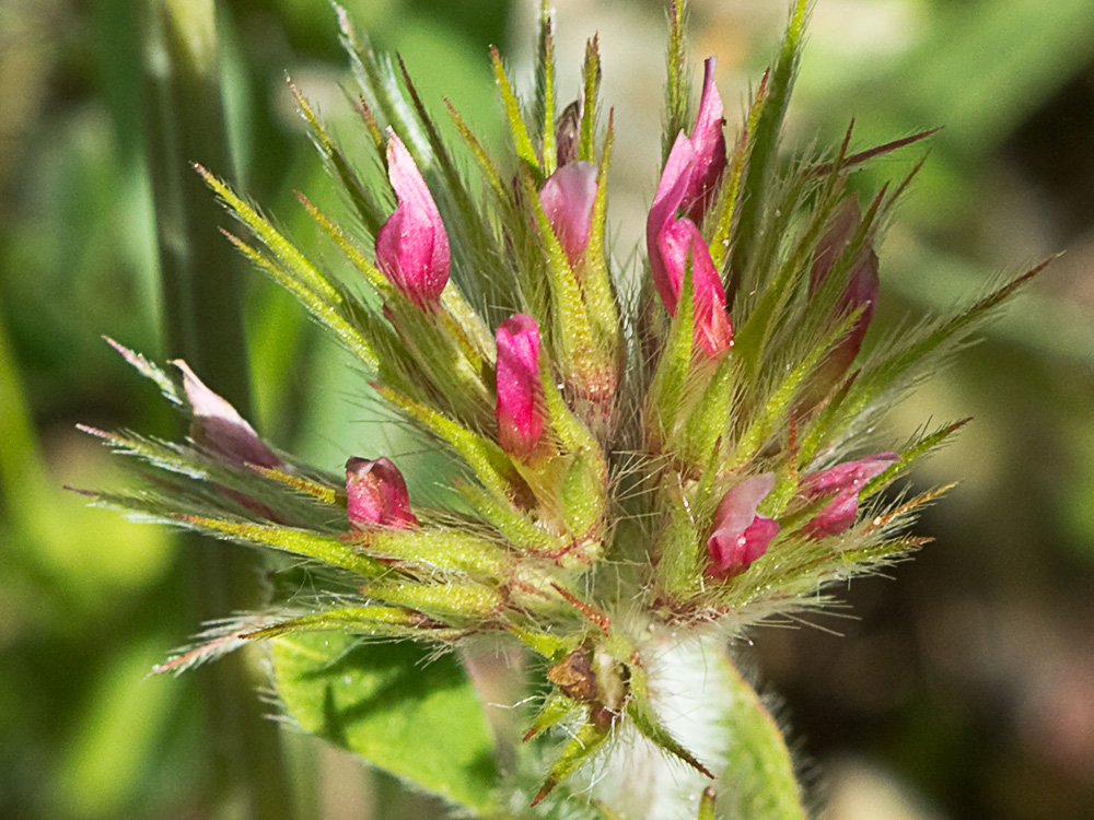 Trifolium stellatum