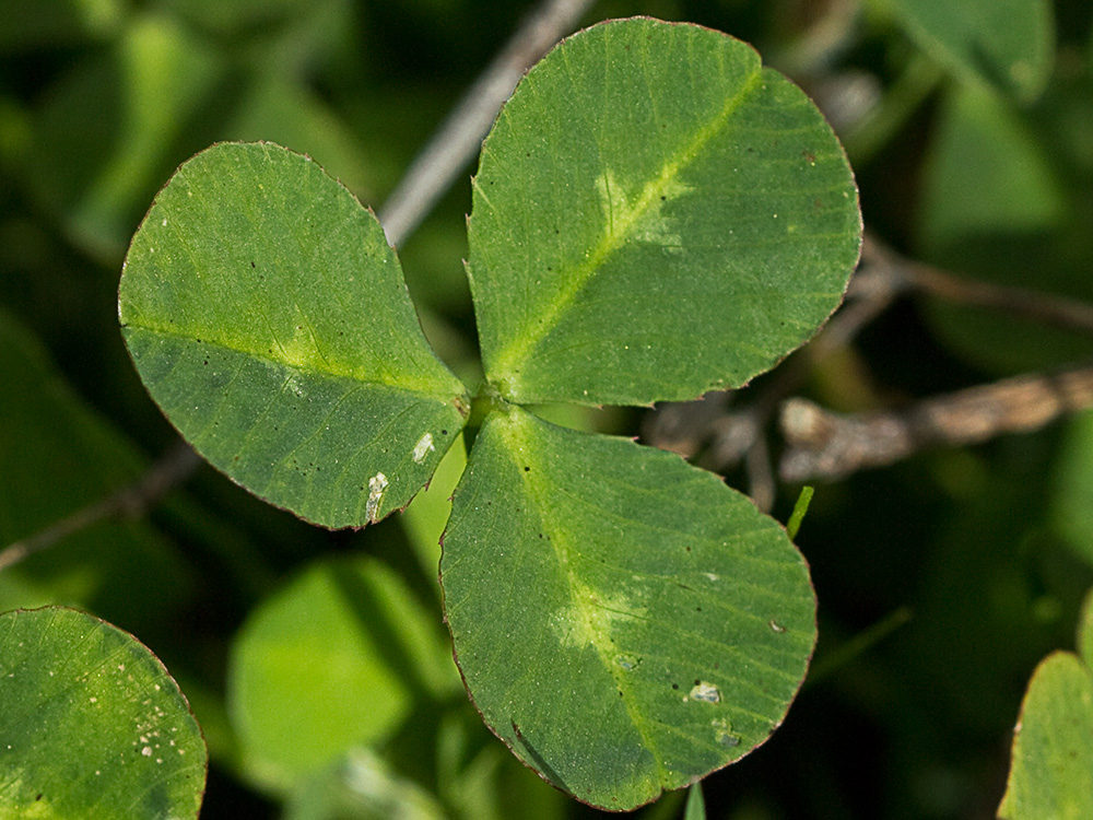 Trifolium stellatum