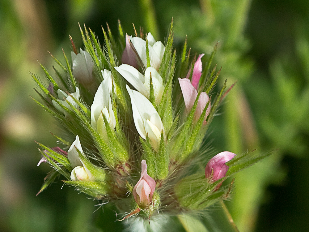 Trifolium stellatum