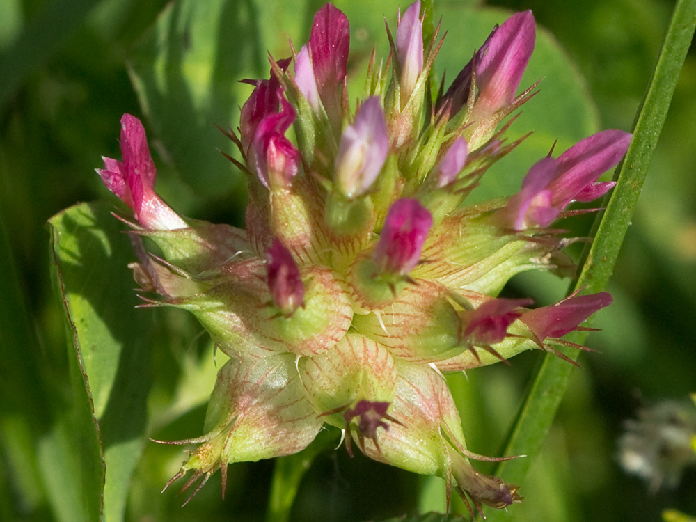 Trifolium stellatum