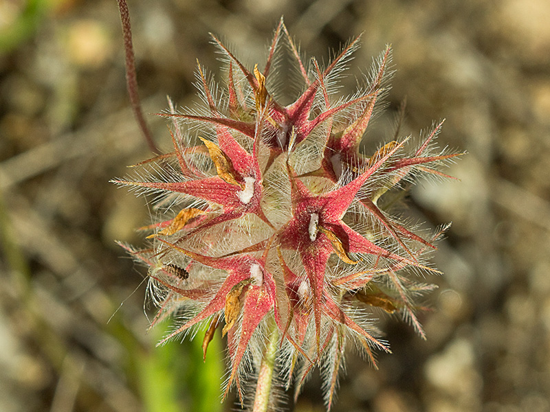 Trifolium stellatum