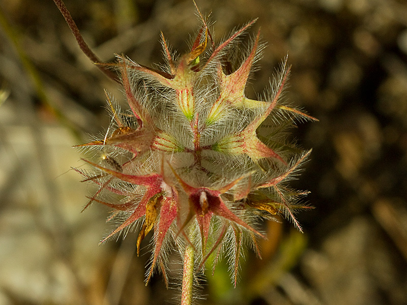 Trifolium stellatum