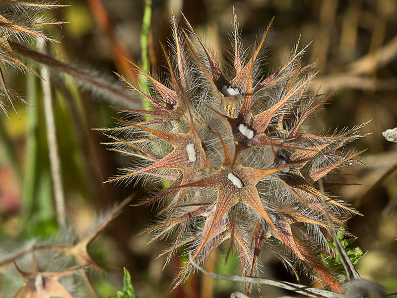 Trifolium stellatum