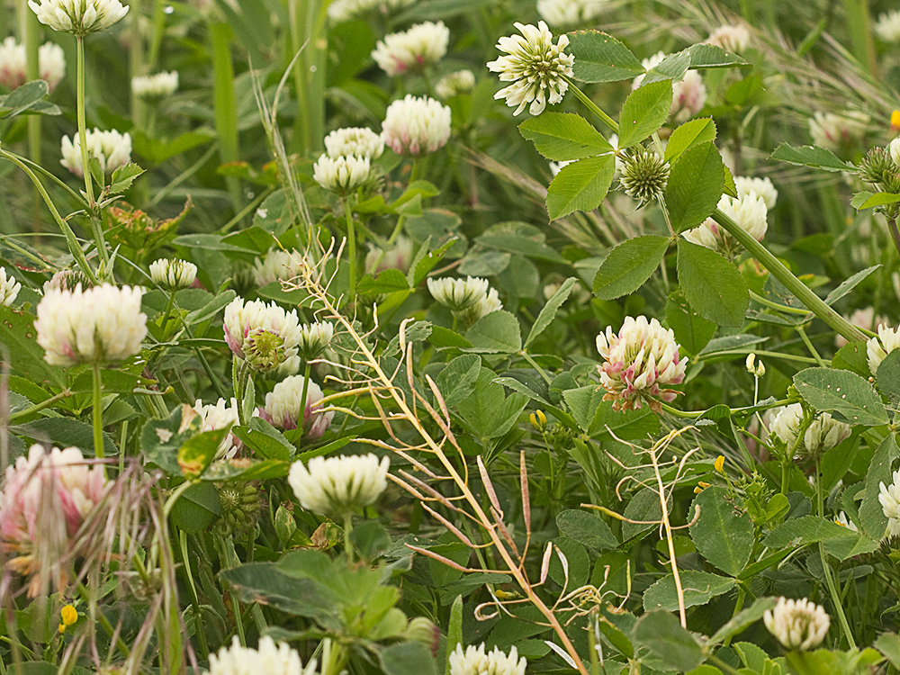Trébol rojo o trébol violeta (Trifolium pratense)