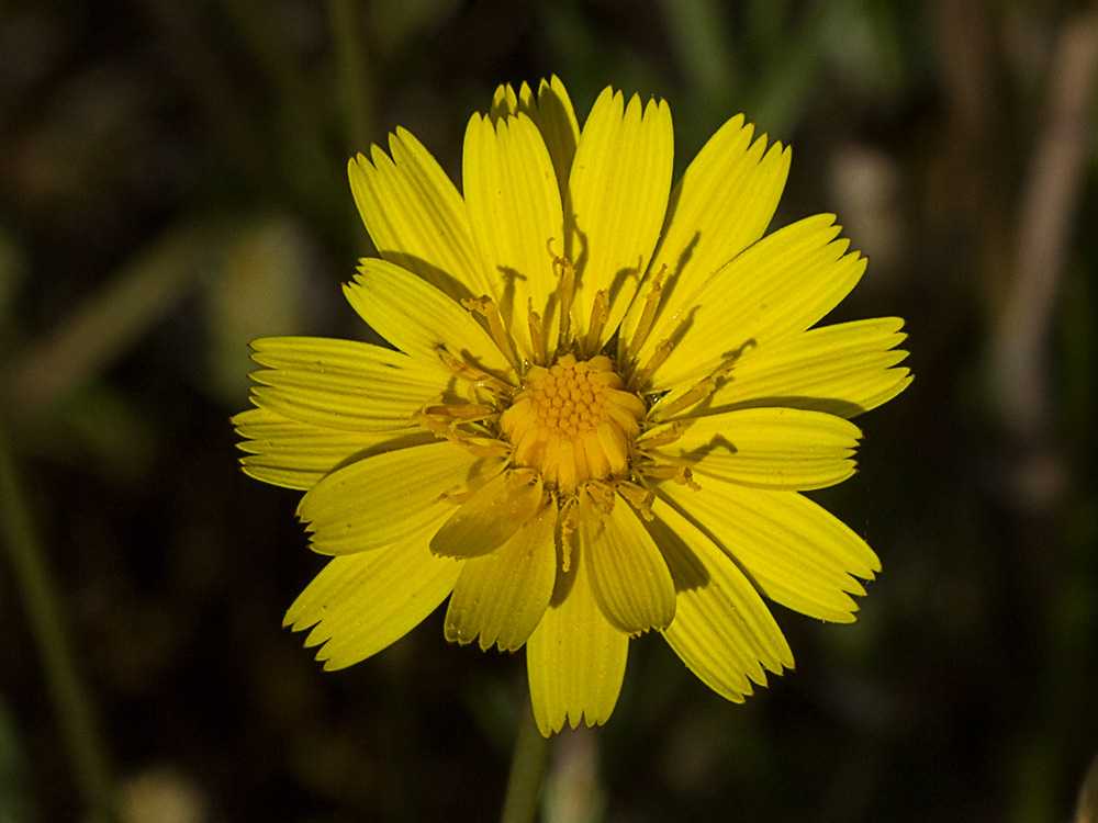 Tulapitulatus (Leontodon saxatilis Lam)