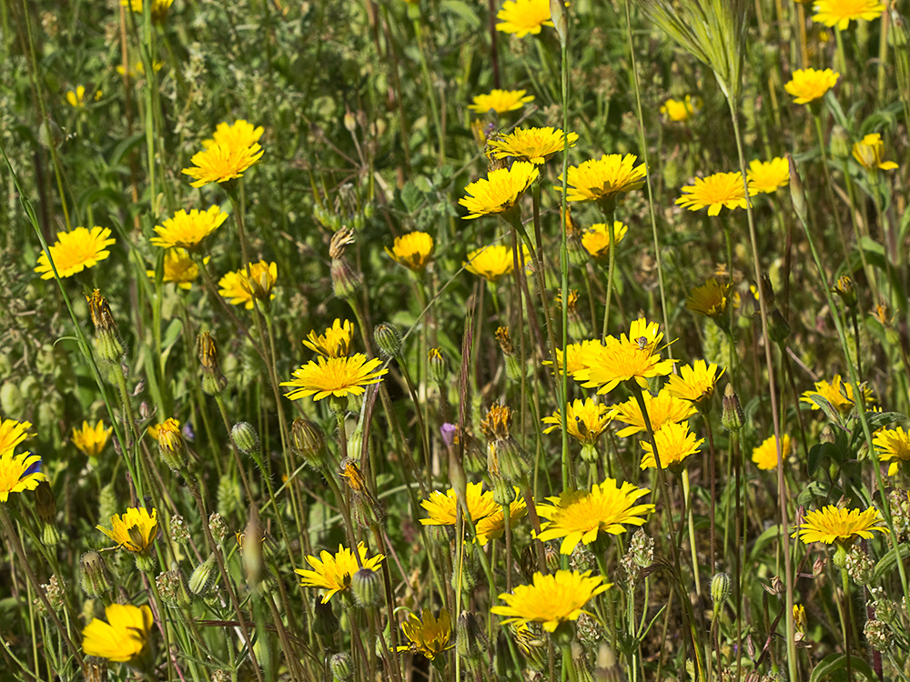 Tulapitulatus (Leontodon saxatilis Lam)