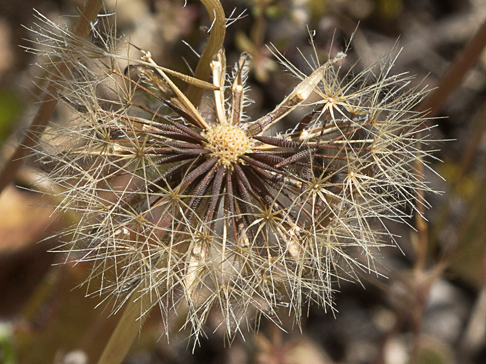 Vilano y cipselas de la Tulapitulatus (Leontodon saxatilis Lam)
