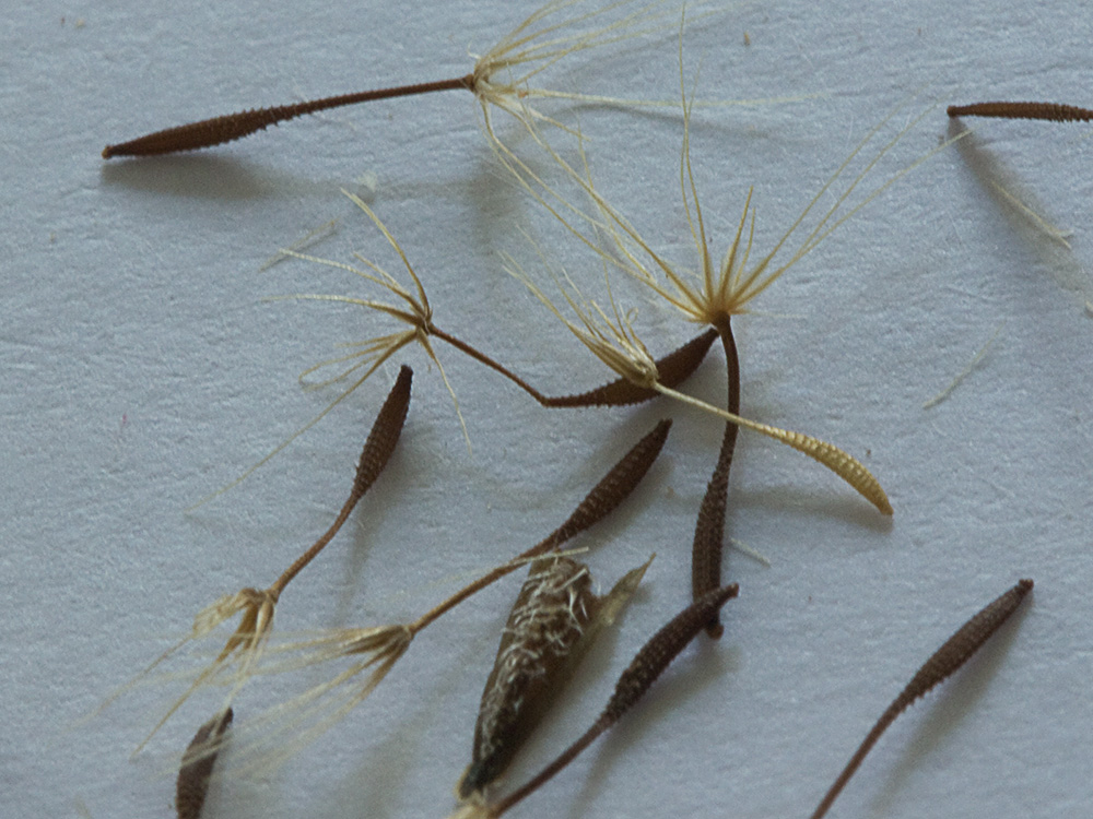Vilano y cipselas de la Tulapitulatus (Leontodon saxatilis Lam)
